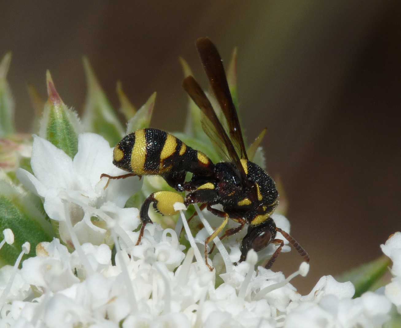 Piccolo Leucospis